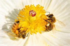 Bee-366.jpg