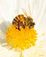 Bee-367.jpg