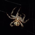 Spider.jpg