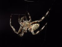 Spider2.jpg