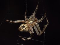 Spider3.jpg