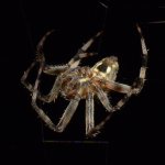 Spider4.jpg