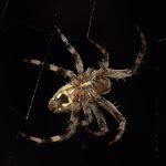 Spider5.jpg