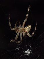 Spider6.jpg
