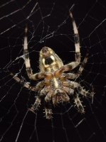 Spider9.jpg