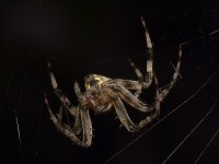 Spider7.jpg