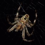 Spider10.jpg