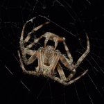Spider11.jpg