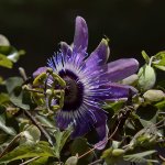 Passiflora.jpg