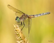 Dragonfly-360.jpg