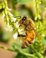 Bee-375.jpg