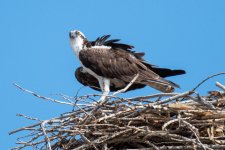 OspreyNest-320.jpg
