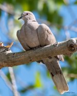 Dove-301.jpg