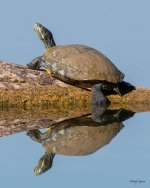 Turtle-320.jpg