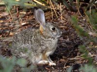 Rabbit2.jpg