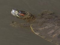 Turtle2.jpg