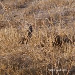 Burrowing Owl_500_5094.jpg
