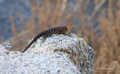 Lizard 500_5114.jpg