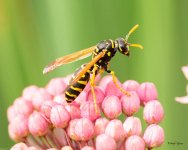 Wasp-331.jpg