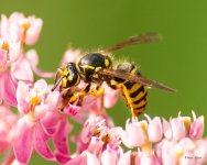 Wasp-332.jpg