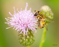 HoverFly-335.jpg