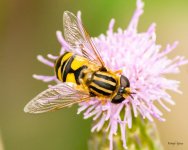 HoverFly-336.jpg