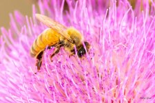 Bee-335.jpg