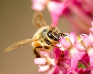 Bee-337.jpg