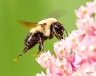 Bumblebee-332.jpg