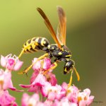 Wasp-330.jpg