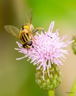 HoverFly-337.jpg