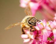 Bee-336.jpg