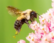 Bumblebee-331.jpg