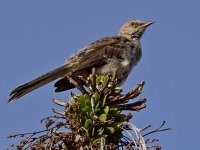 Mockingbird.jpg
