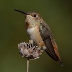 Hummer4.jpg