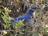ScrubJay.jpg