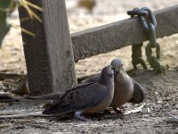 Doves2.jpg