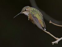 Hummer6.jpg