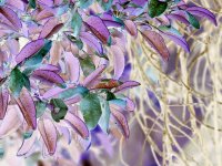 Leaves.jpg