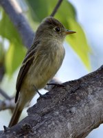 Flycatcher2.jpg