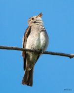 WesternWoodPeWee-336.jpg