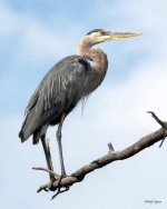 GBH-335.jpg