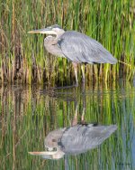 GBH-336.jpg
