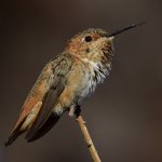 Hummer9.jpg