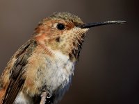 Hummer4.jpg