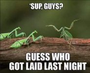laid.jpg