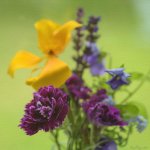 DSC_4432.jpg