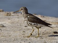 Sandpiper.jpg