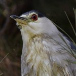 BlackHeron17.jpg