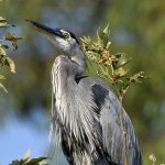 BlueHeron3.jpg